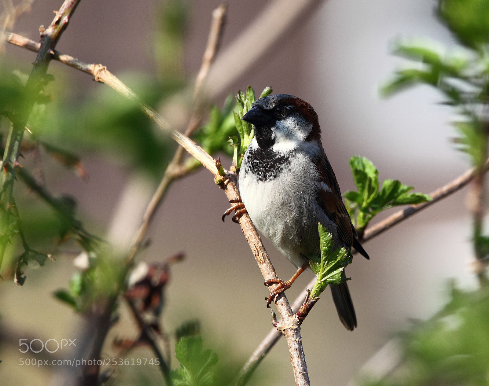 Canon EOS-1D Mark IV sample photo. House sparrow photography
