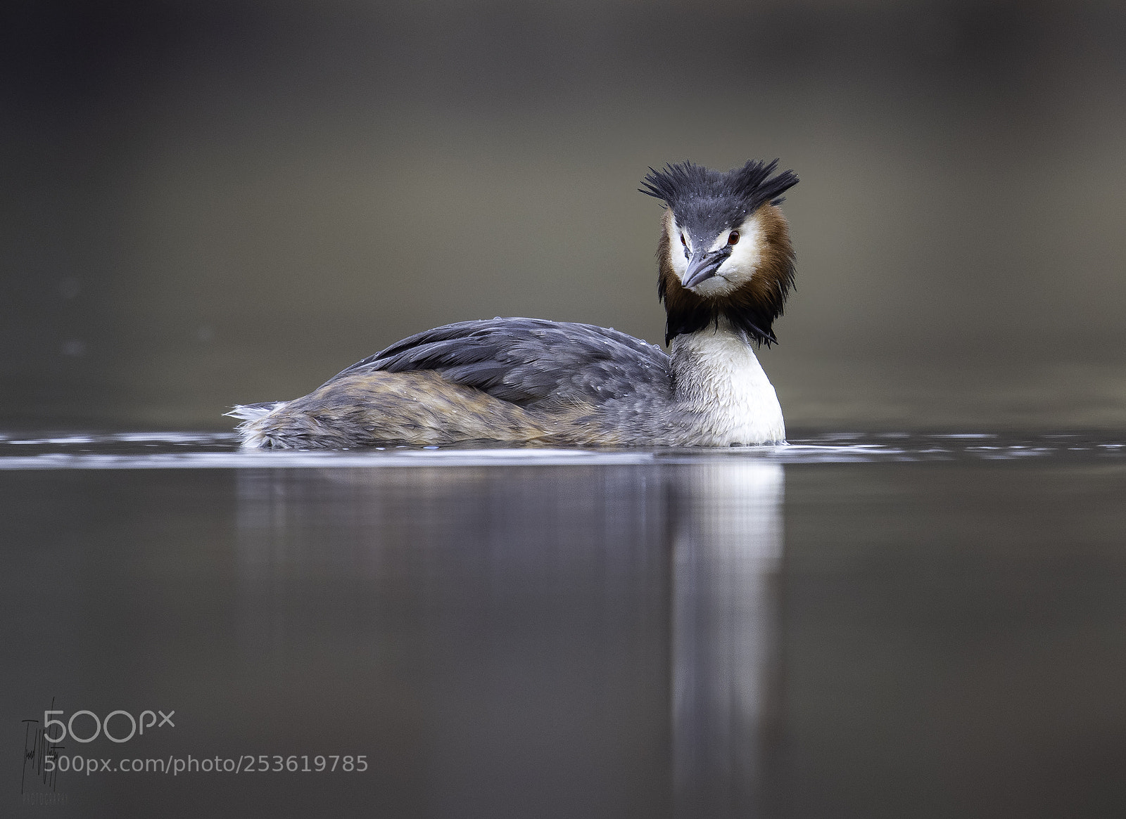 Nikon D500 sample photo. Great crested grebe photography