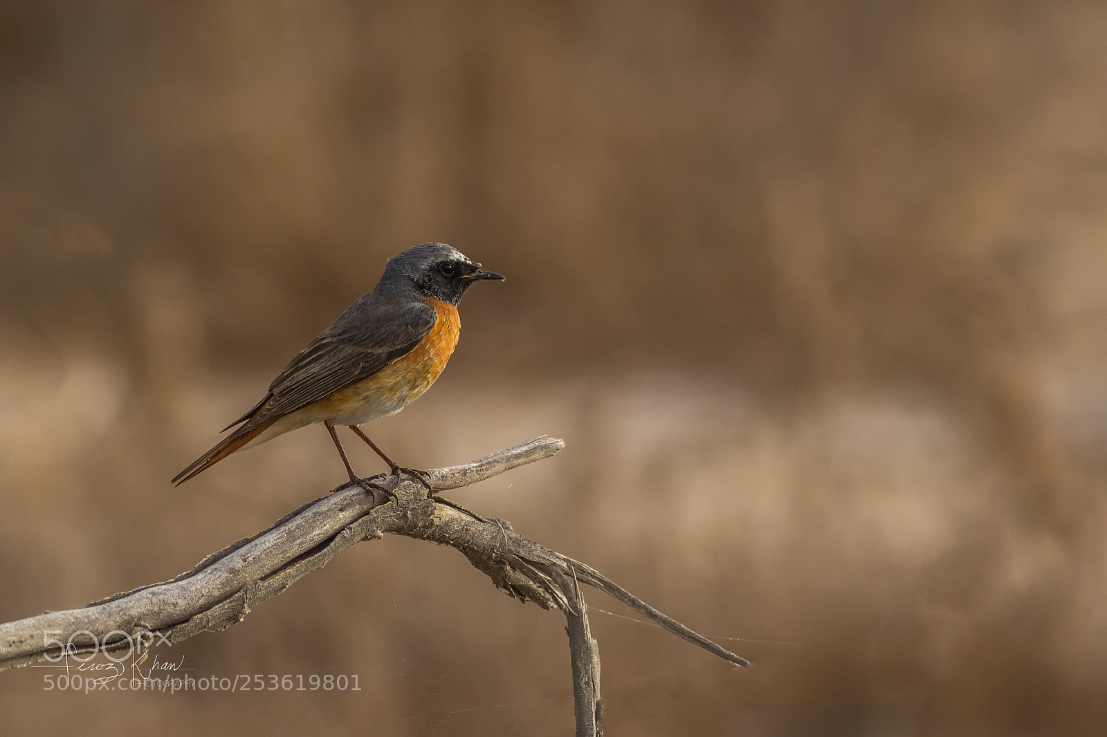 Canon EOS 7D Mark II sample photo. Redstart  photography