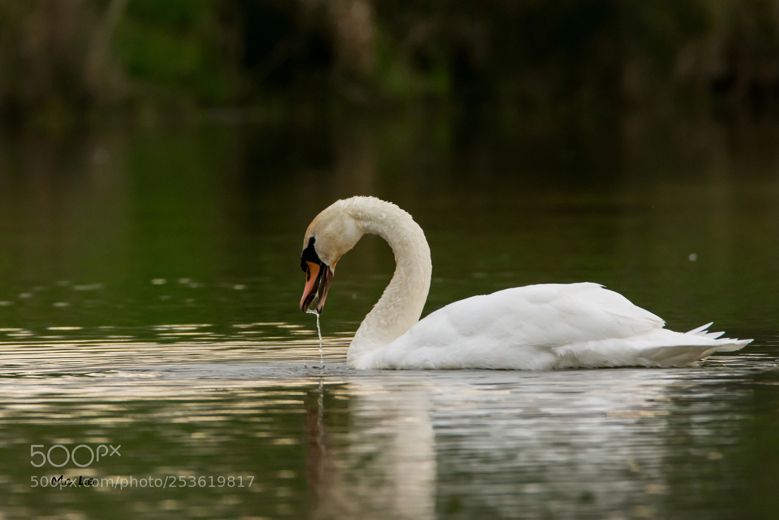 Nikon D7100 sample photo. Cygnus olor - swan photography