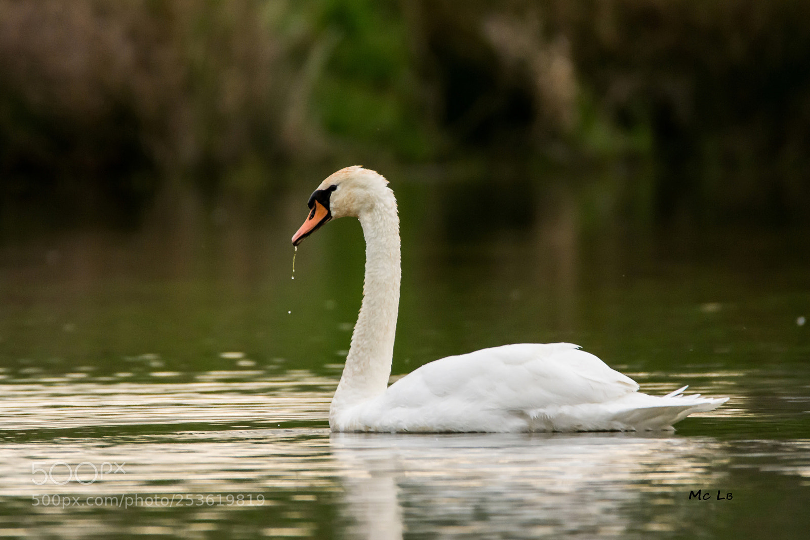 Nikon D7100 sample photo. Cygnus olor - swan photography