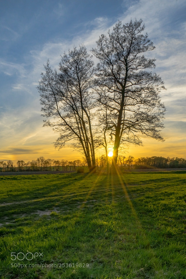 Sony a7 sample photo. Trees photography