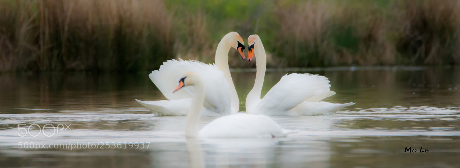 Nikon D7100 sample photo. Cygnus olor - swan photography