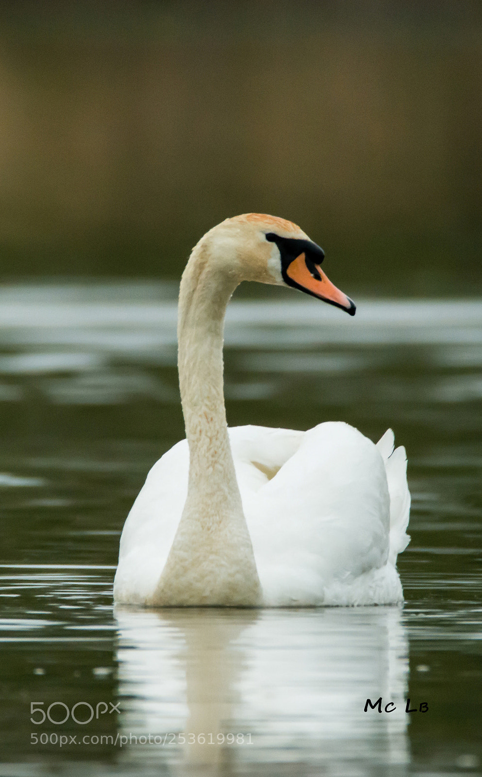 Nikon D7100 sample photo. Cygnus olor - swan photography
