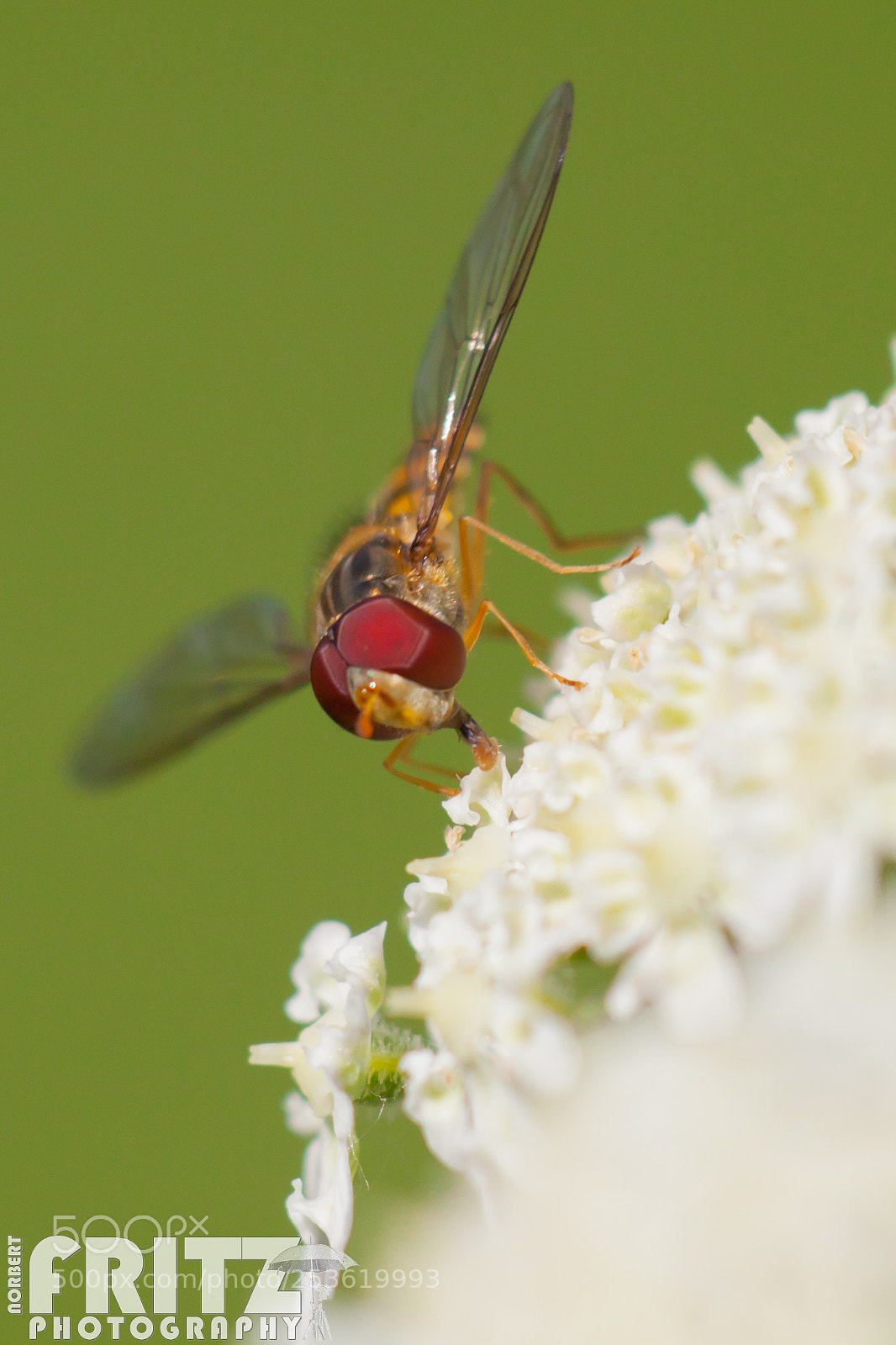 Canon EOS 50D sample photo. Hainschwebfliege photography
