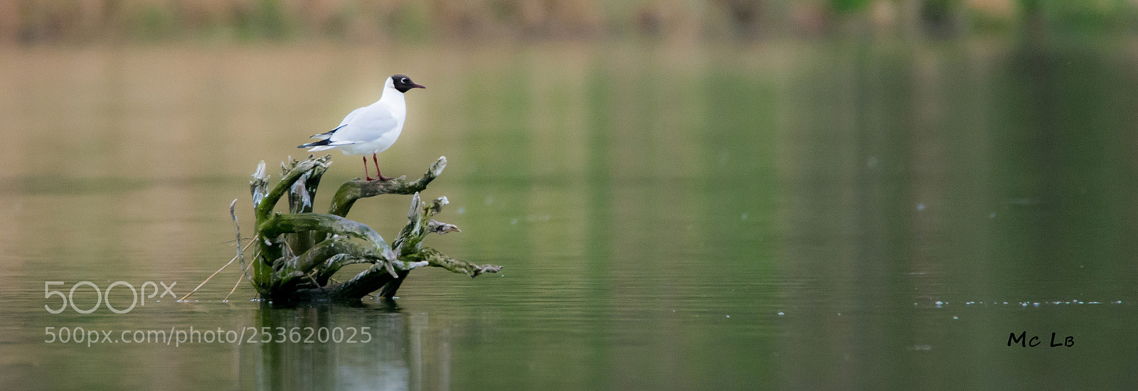 Nikon D7100 sample photo. Chroicocephalus ridibundus - mouette photography