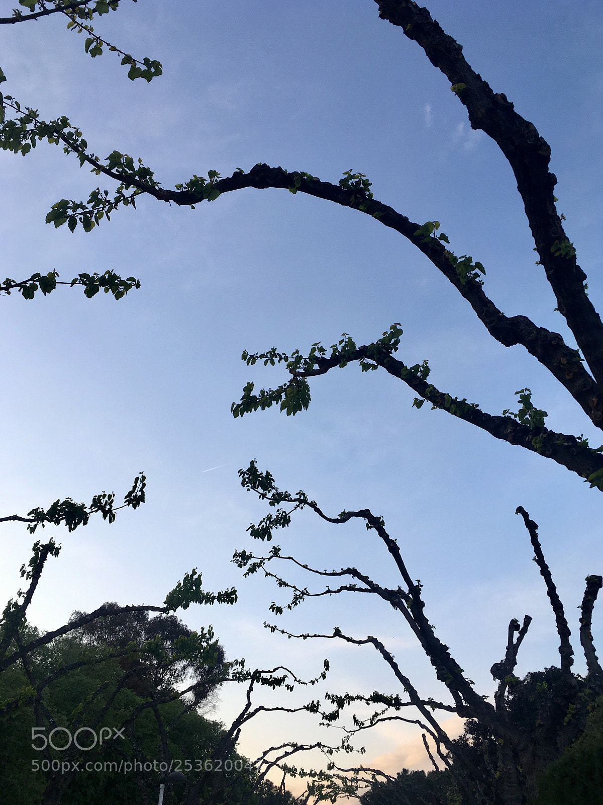 Apple iPhone SE sample photo. Untitled photography