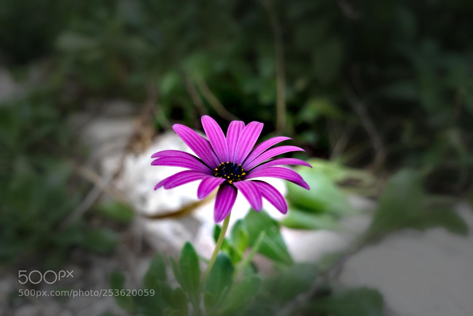 Sony a6000 sample photo. Flower photography