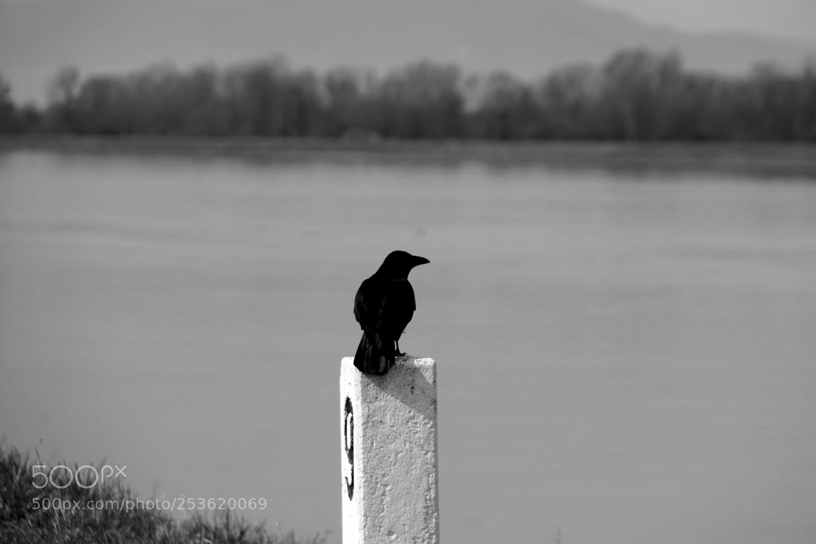 Sony a6000 sample photo. Crow photography