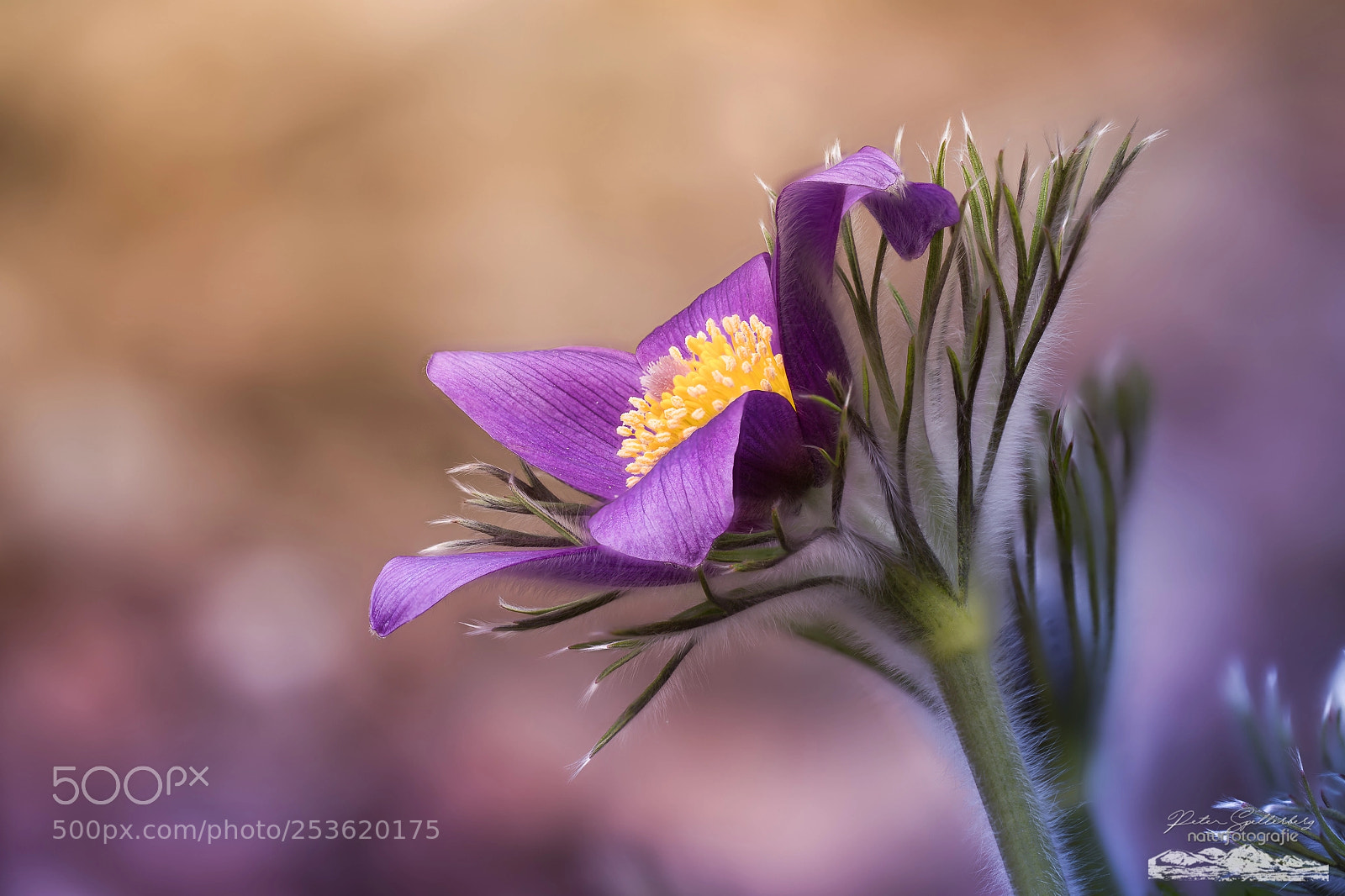 Canon EOS 5D Mark IV sample photo. Open flower photography