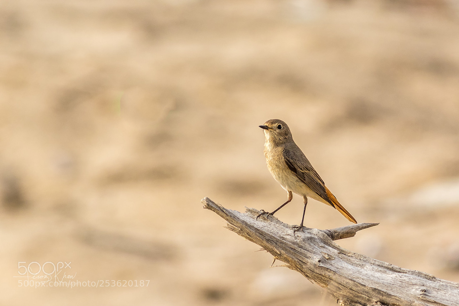 Canon EOS 7D Mark II sample photo. Srubrobin  photography