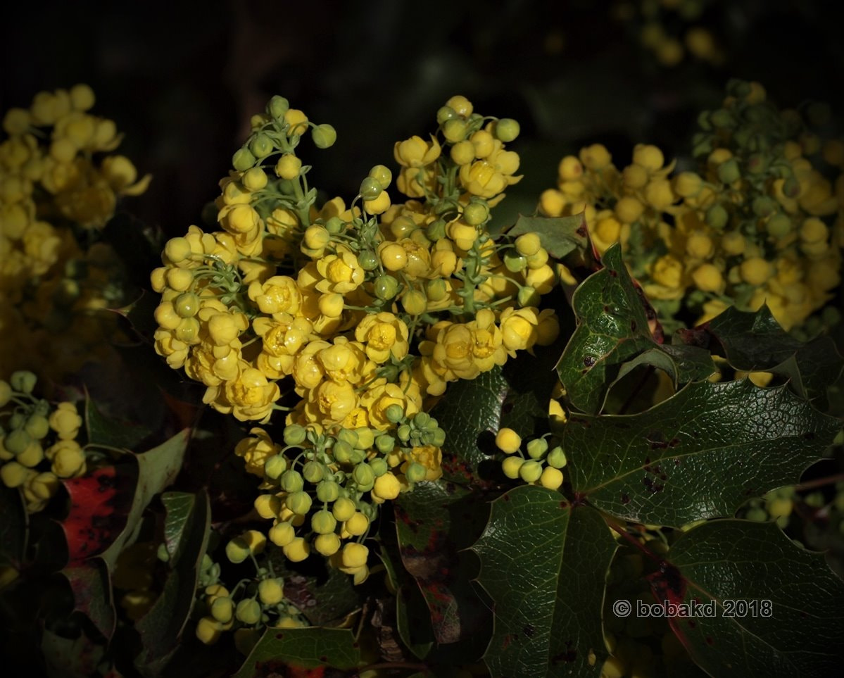 Olympus E-620 (EVOLT E-620) sample photo. Tiny yellow flowers photography