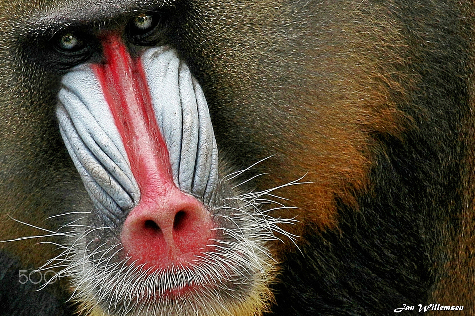 Canon EOS-1D Mark IV + Canon EF 100-400mm F4.5-5.6L IS USM sample photo. Mandrill photography
