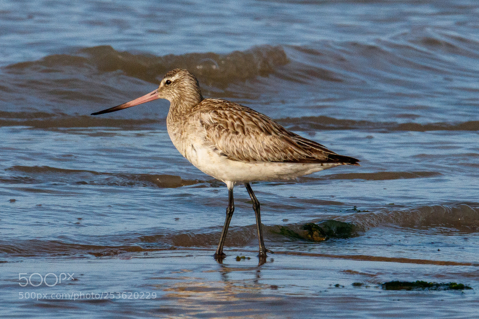 Canon EOS 80D sample photo. Bar-tailed godwit photography