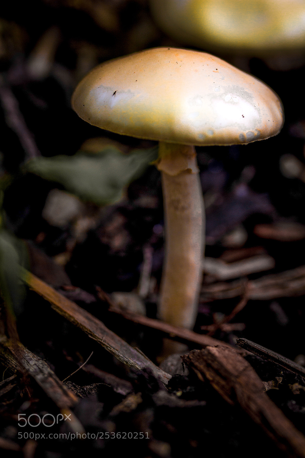 Canon EOS 7D sample photo. Springtime mushrooms photography