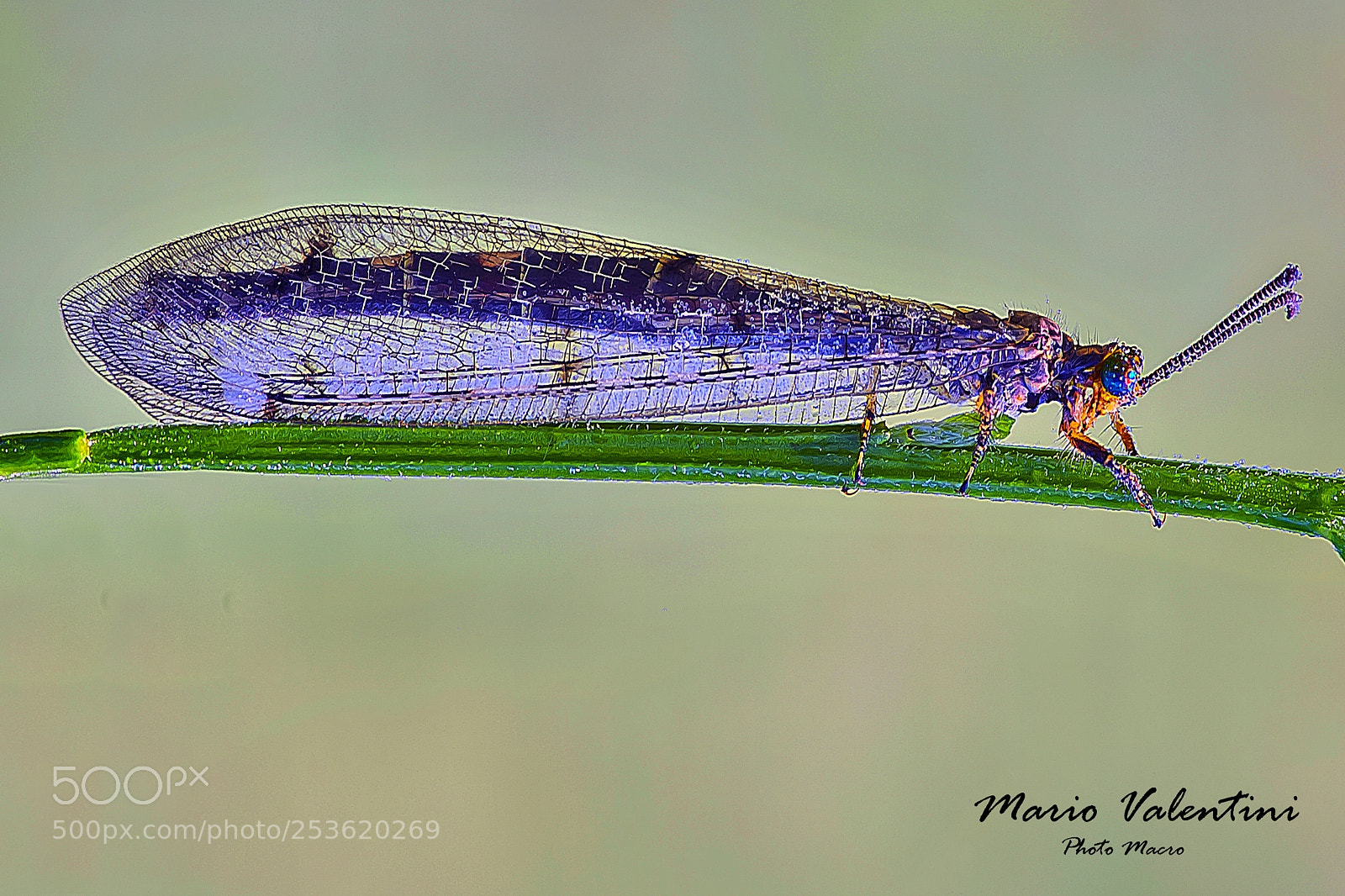 Nikon D700 sample photo. Myrmeleon formicarius  (formicaleone) photography