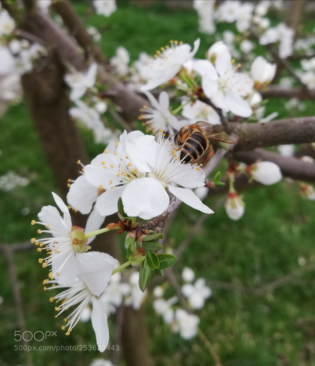 HUAWEI P20 lite sample photo. Untitled photography