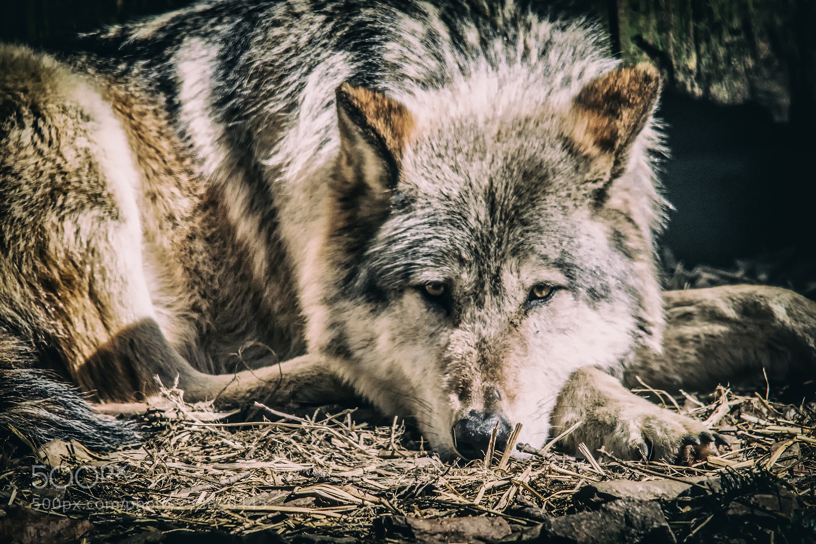 Canon EOS 7D Mark II sample photo. Wolf no sheepsclothing photography