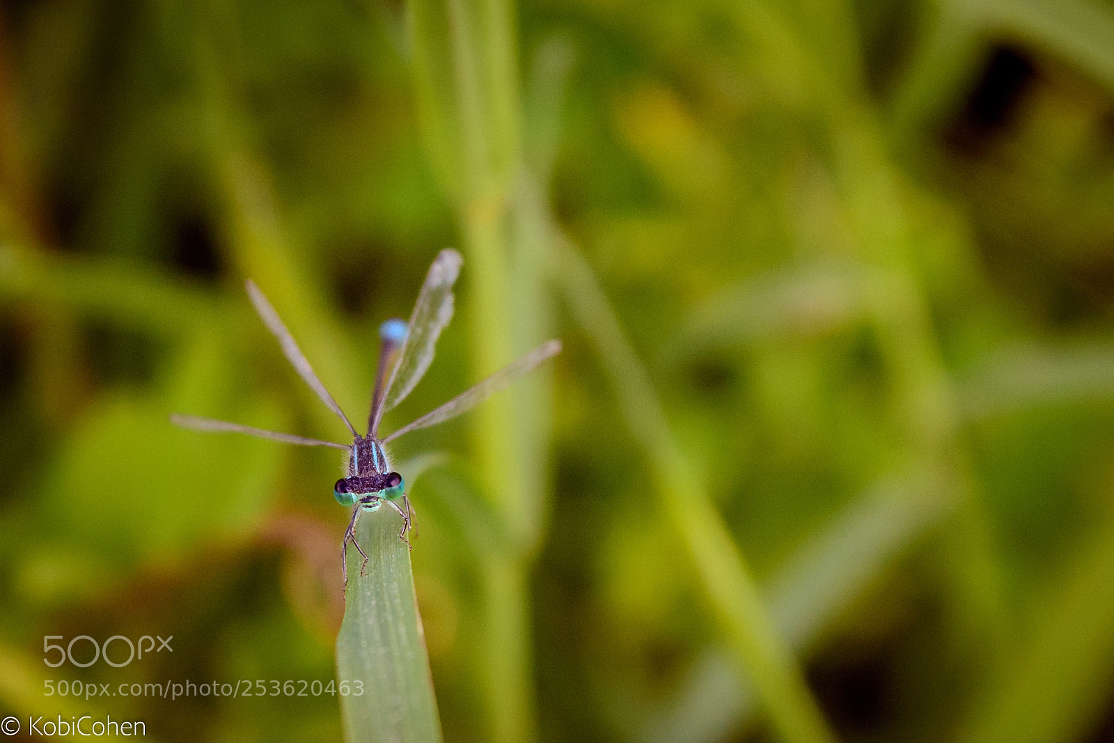 Nikon D5600 sample photo. Dragonfly i photography