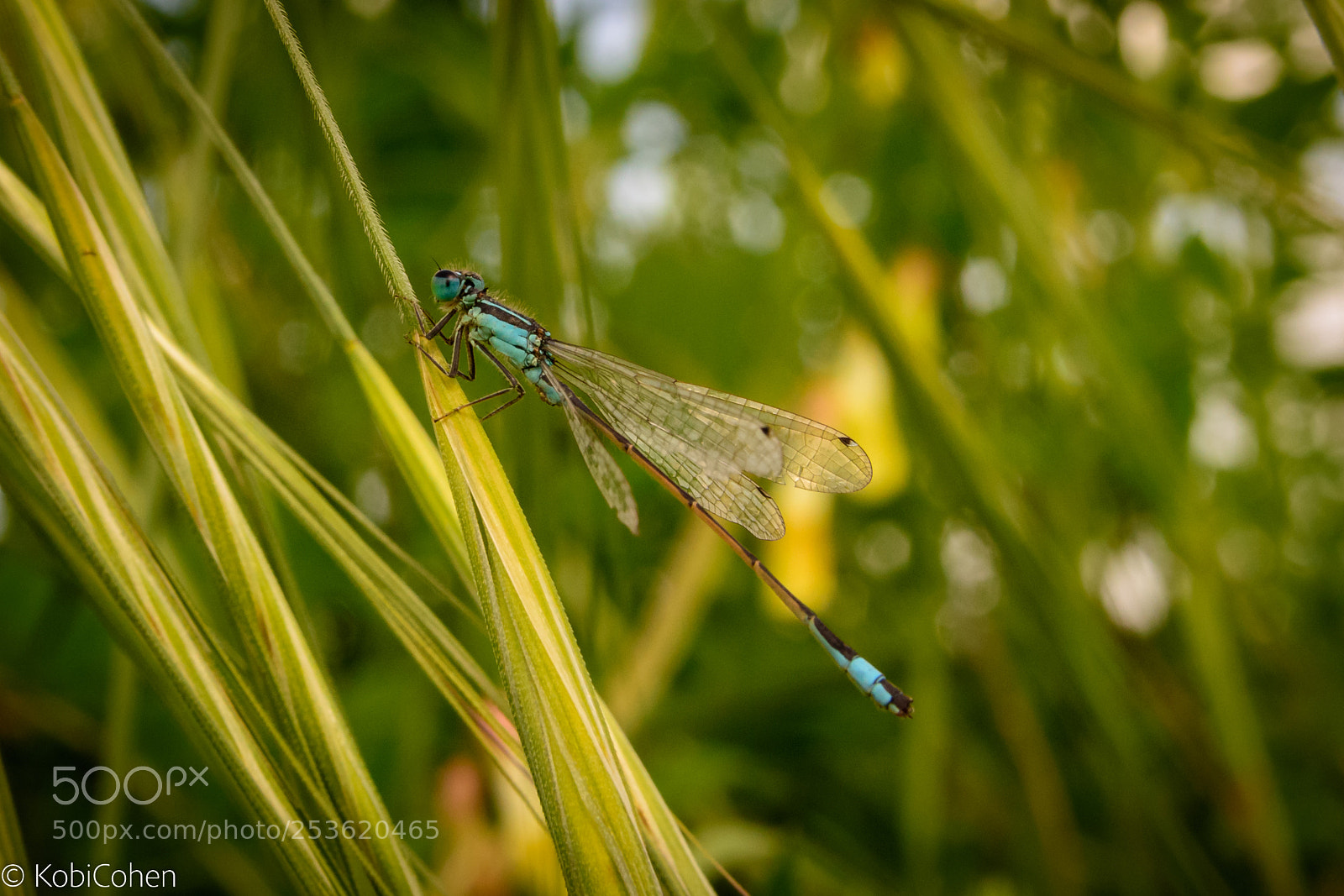 Nikon D5600 sample photo. Dragonfly ii photography