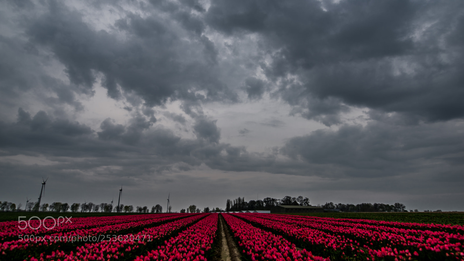 Nikon D810 sample photo. Die ersten tulpen dieses photography