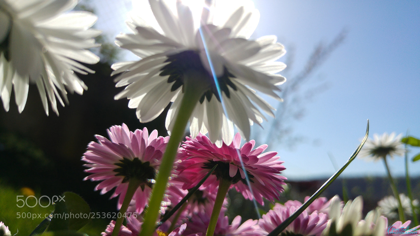LG G4 sample photo. Macro flower photography