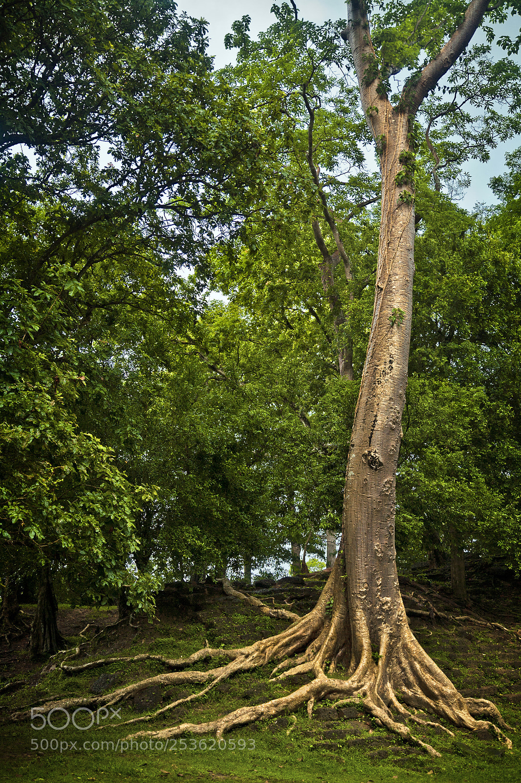 Canon EOS 5D sample photo. Angkor temples - siem photography