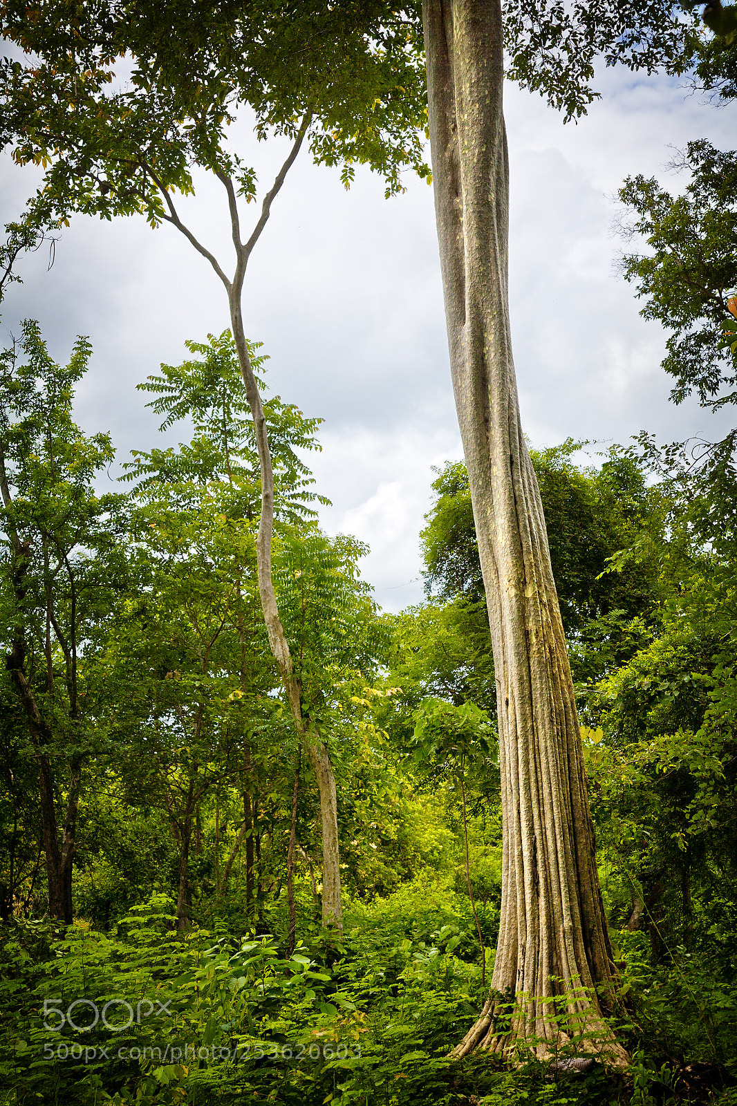 Canon EOS 5D sample photo. Angkor temples - siem photography