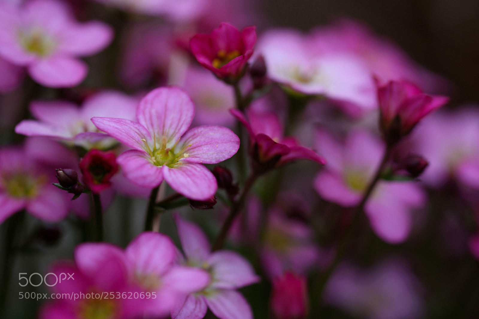 Nikon D7200 sample photo. ??? photography