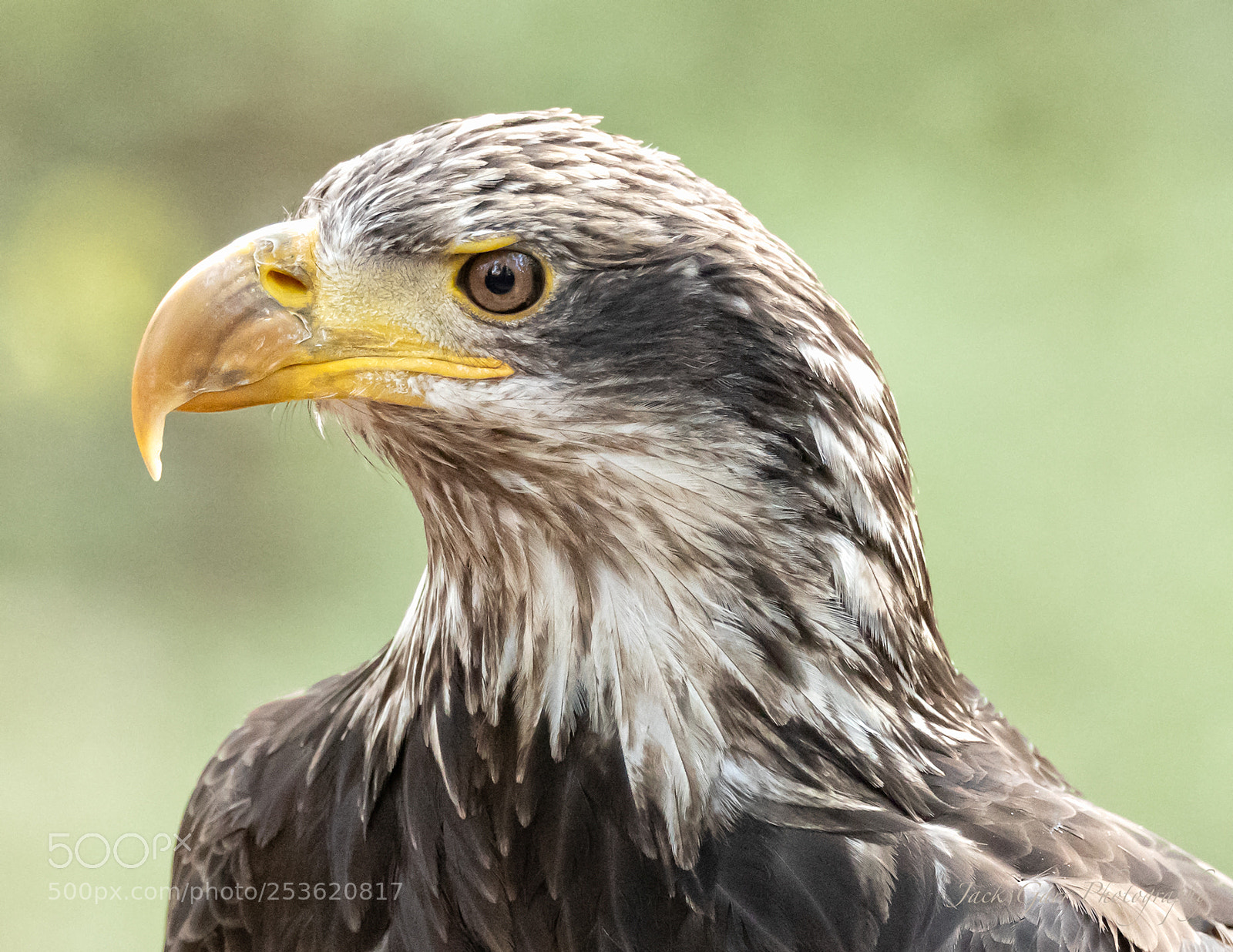 Canon EOS-1D X Mark II sample photo. Juvenile bald eagle profile photography
