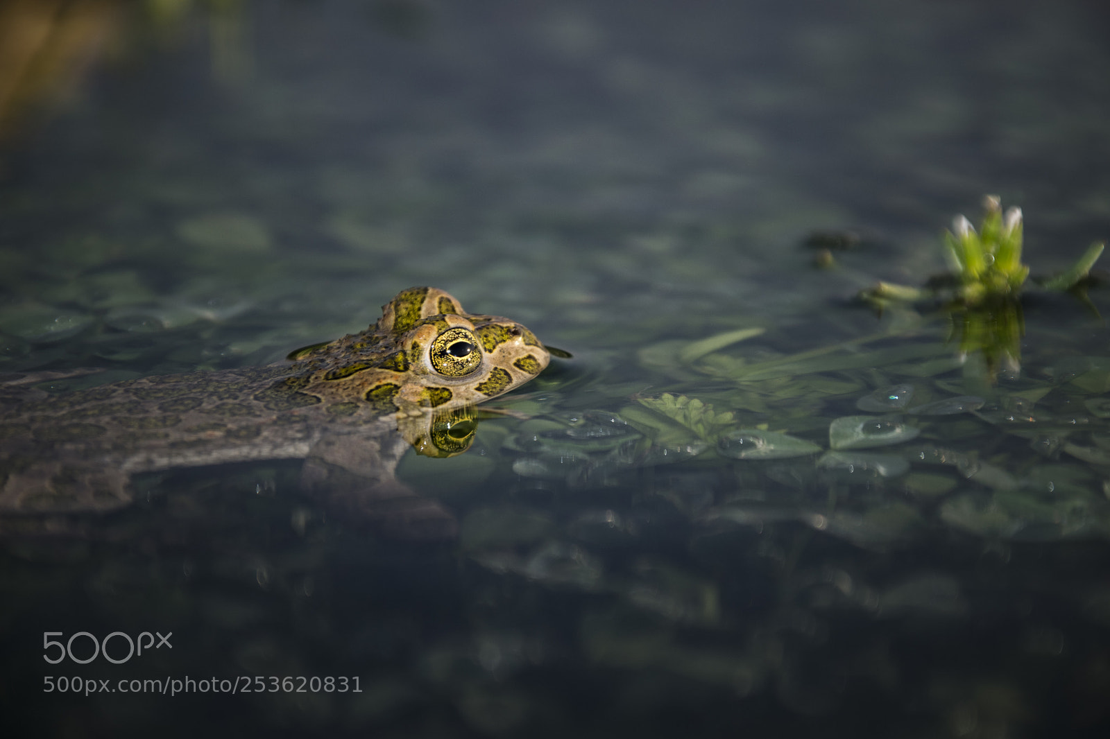 Nikon D5300 sample photo. Frog photography