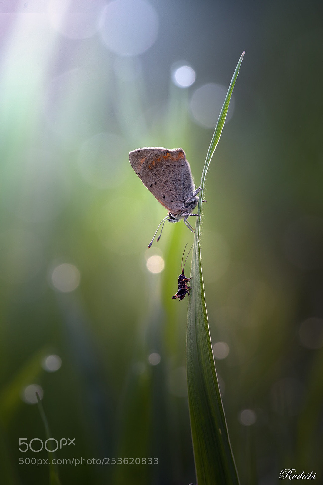 Nikon D850 sample photo. A place for two photography