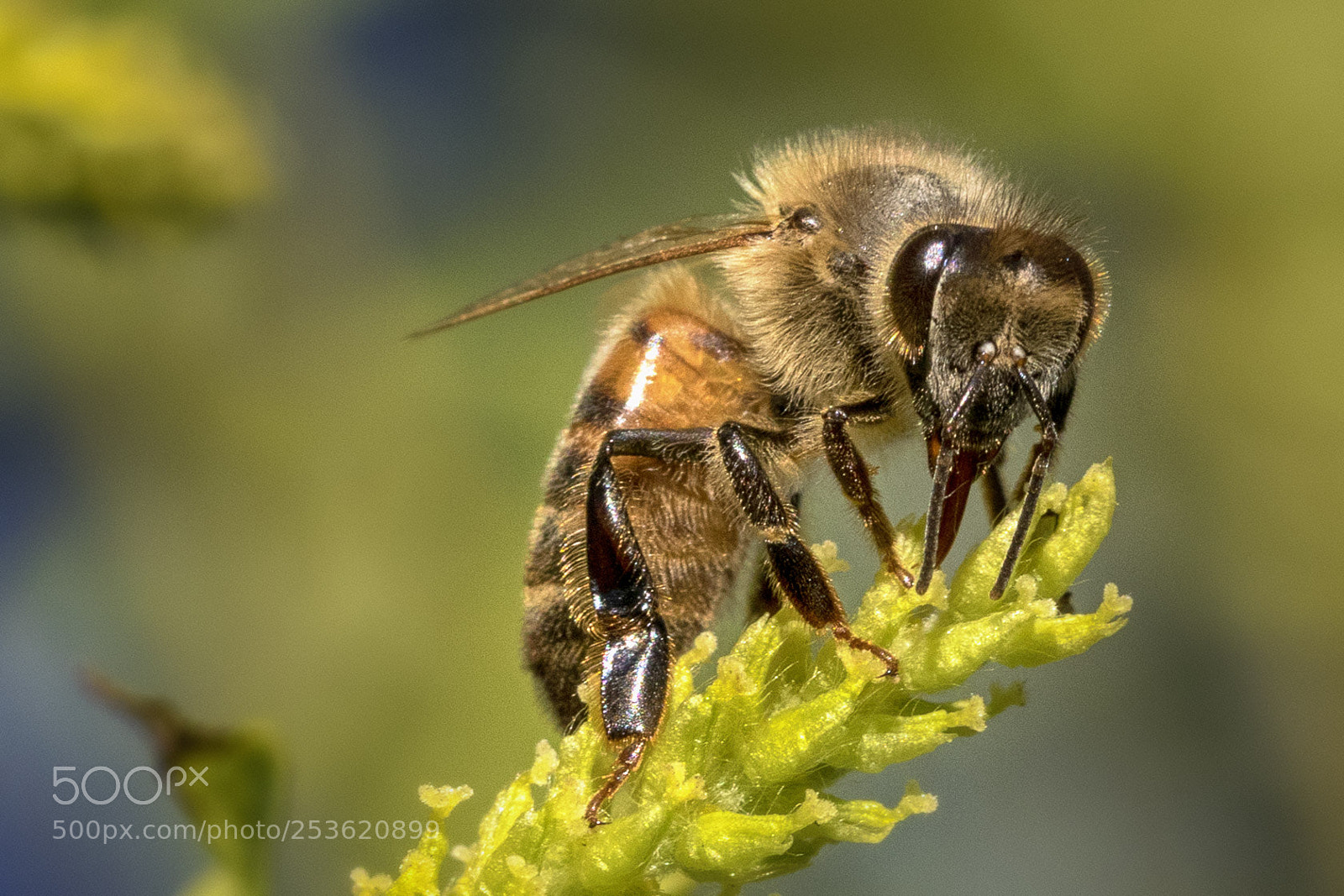 Canon EOS 7D Mark II sample photo. Bee at work photography