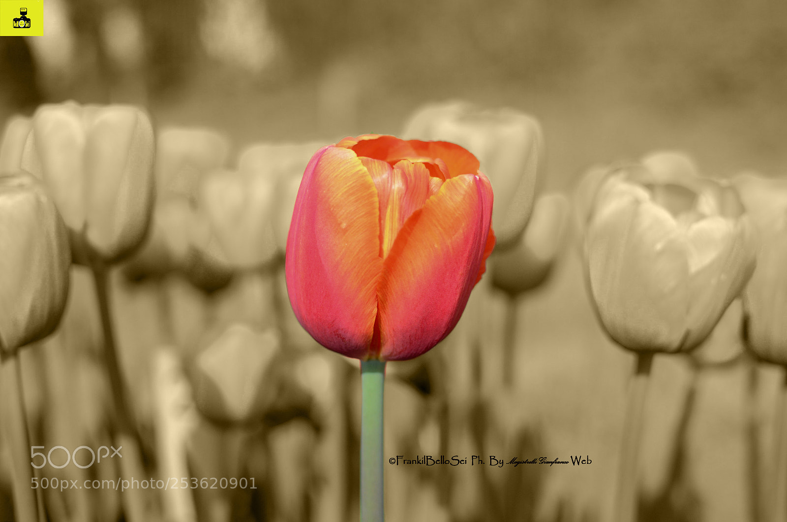 Nikon D7000 sample photo. Il diverso photography