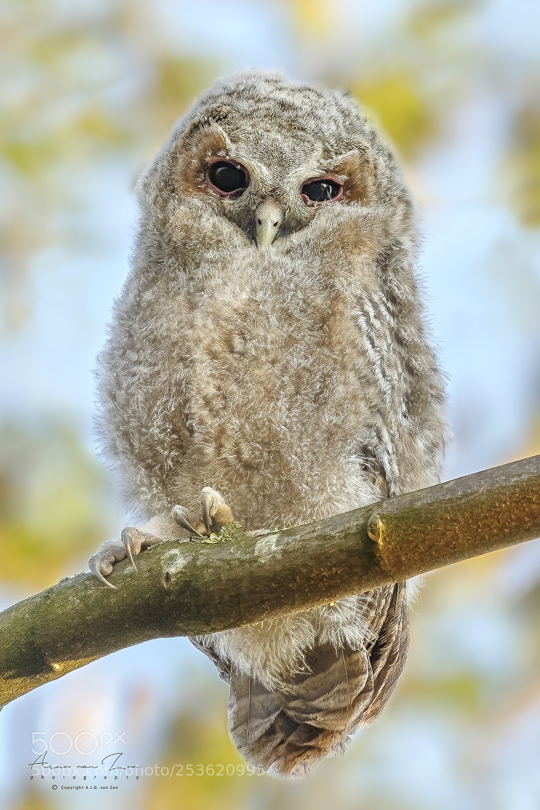 Canon EOS-1D X sample photo. Tawny owlet... photography