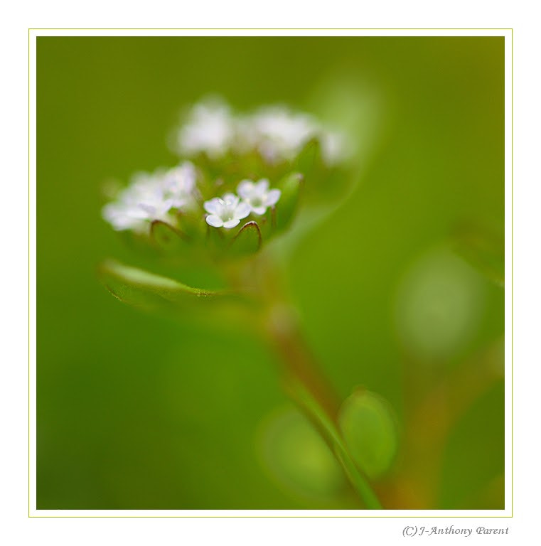 Nikon AF-S Micro-Nikkor 105mm F2.8G IF-ED VR sample photo. Valerianella locusta photography