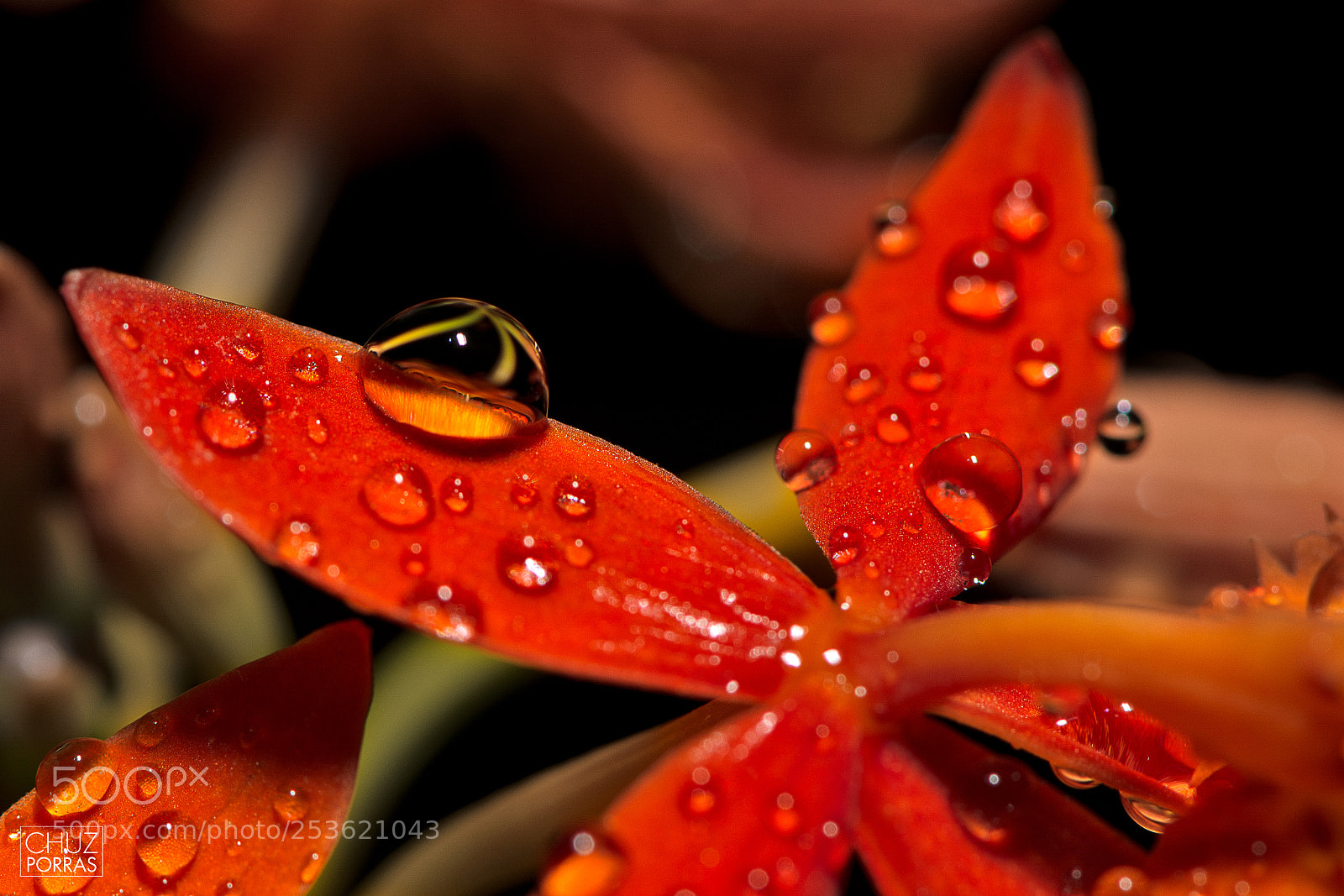 Nikon D7100 sample photo. Water drops photography