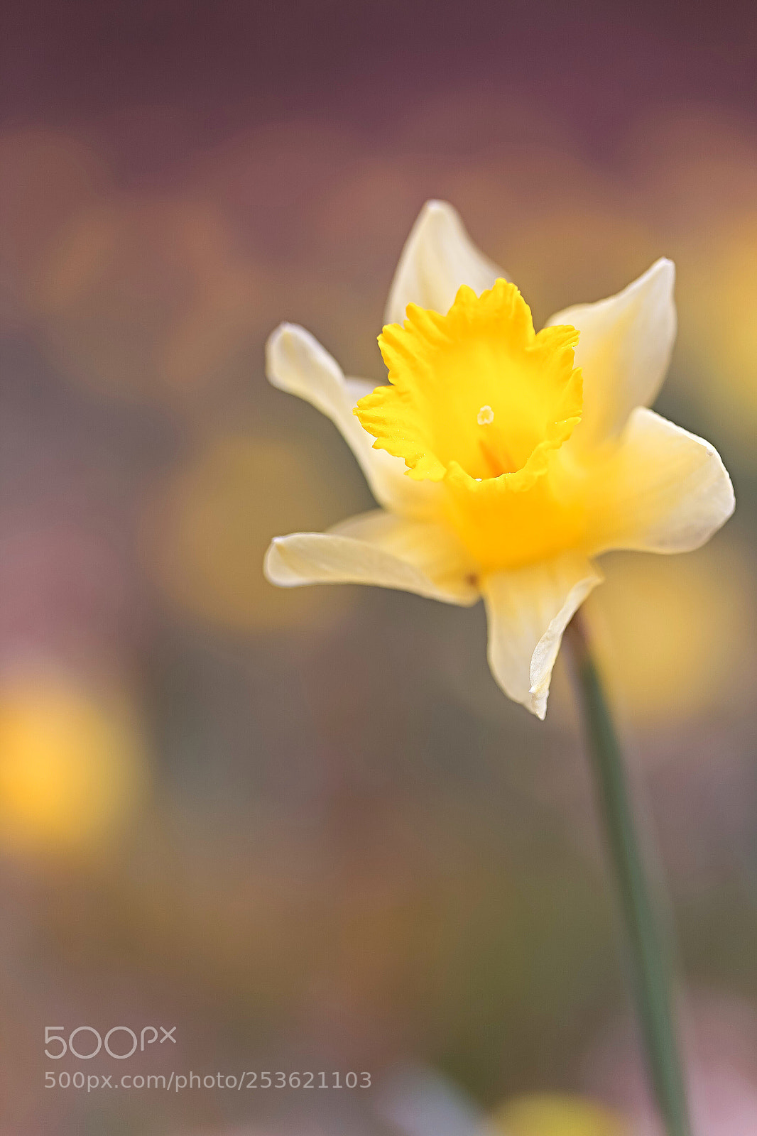 Canon EOS 60D sample photo. Shine brightly! photography