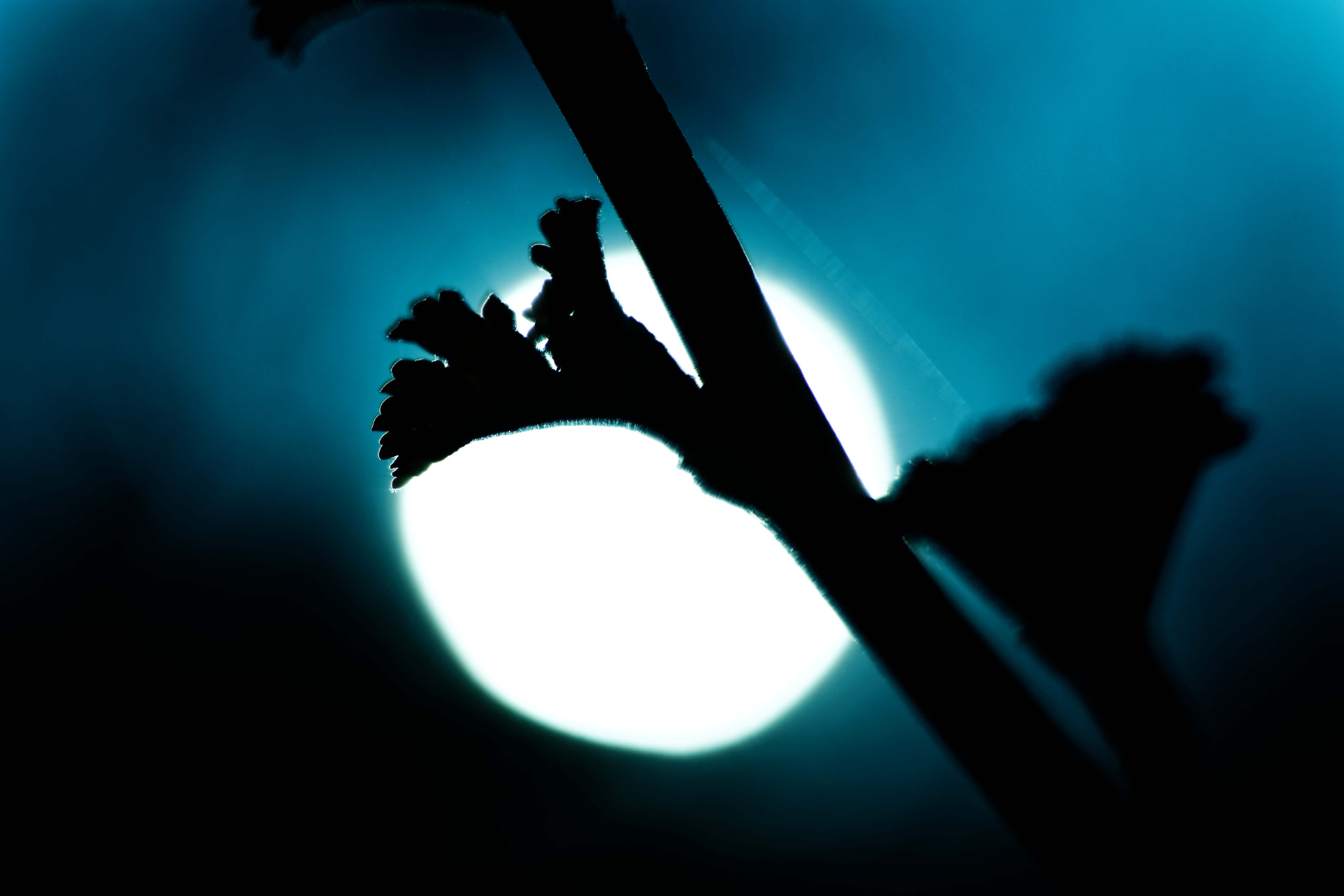 Nikon D3300 sample photo. Branche en contre jour photography