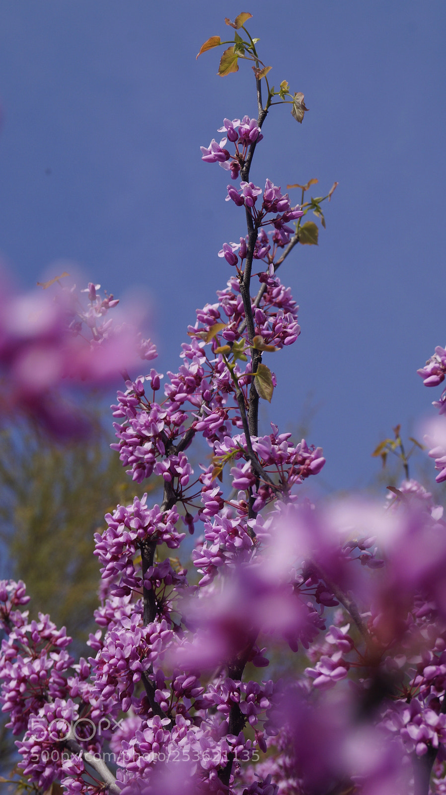 Sony SLT-A58 sample photo. Spring photography
