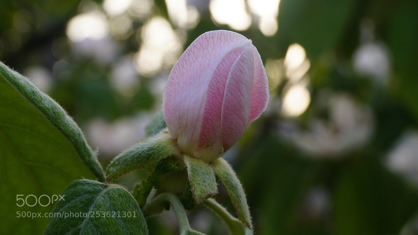 Sony SLT-A58 sample photo. Spring photography