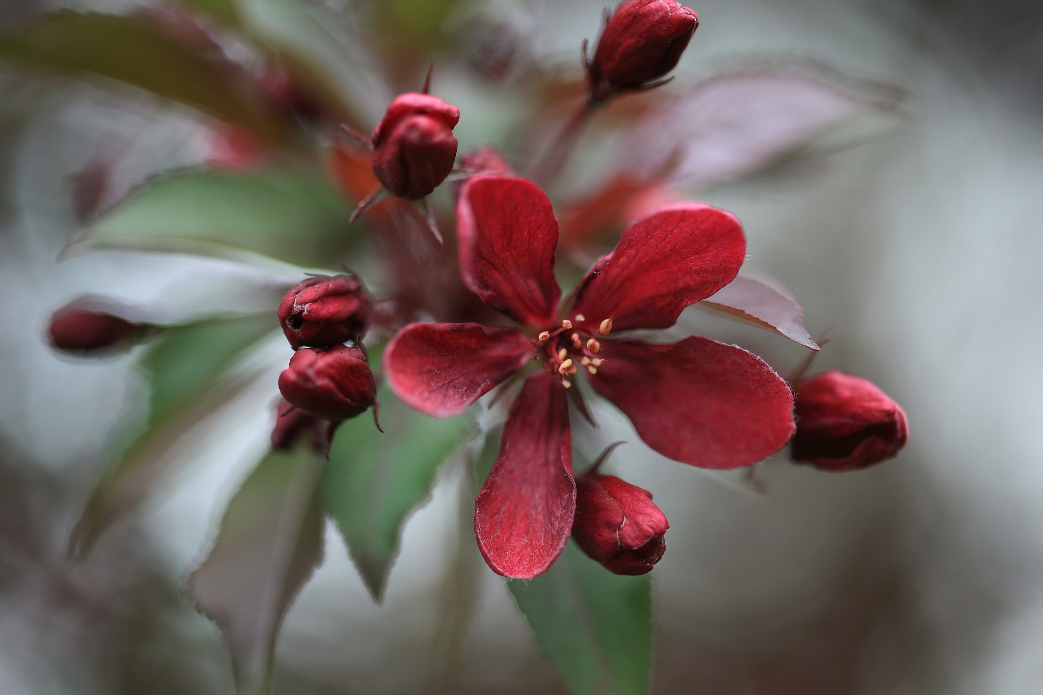 Canon EF 100mm F2.8 Macro USM sample photo. Img photography
