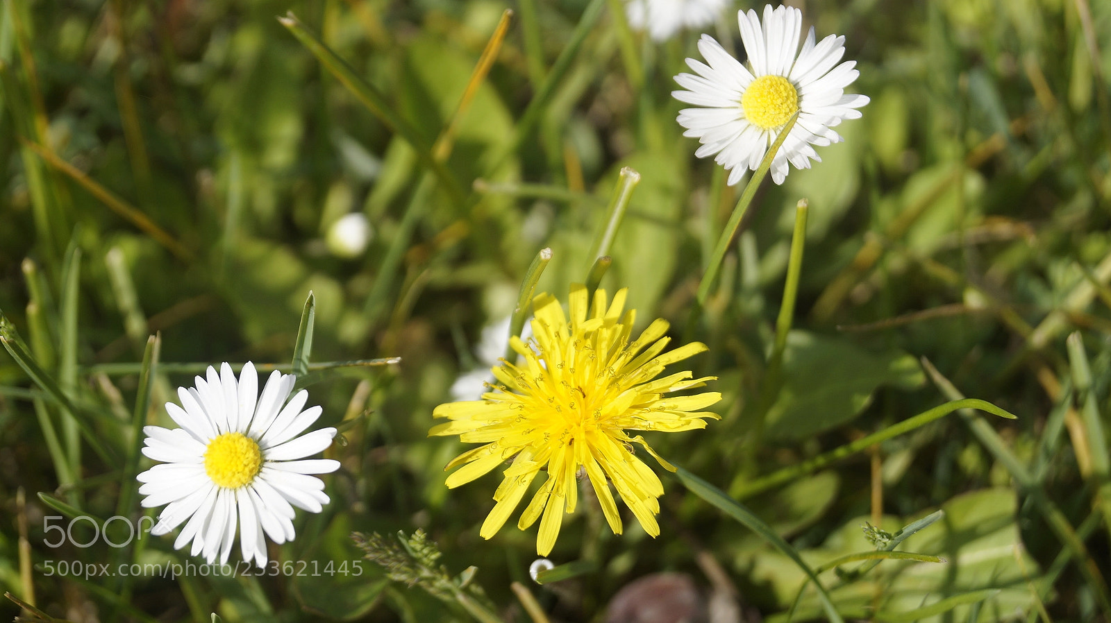Sony SLT-A58 sample photo. Spring photography