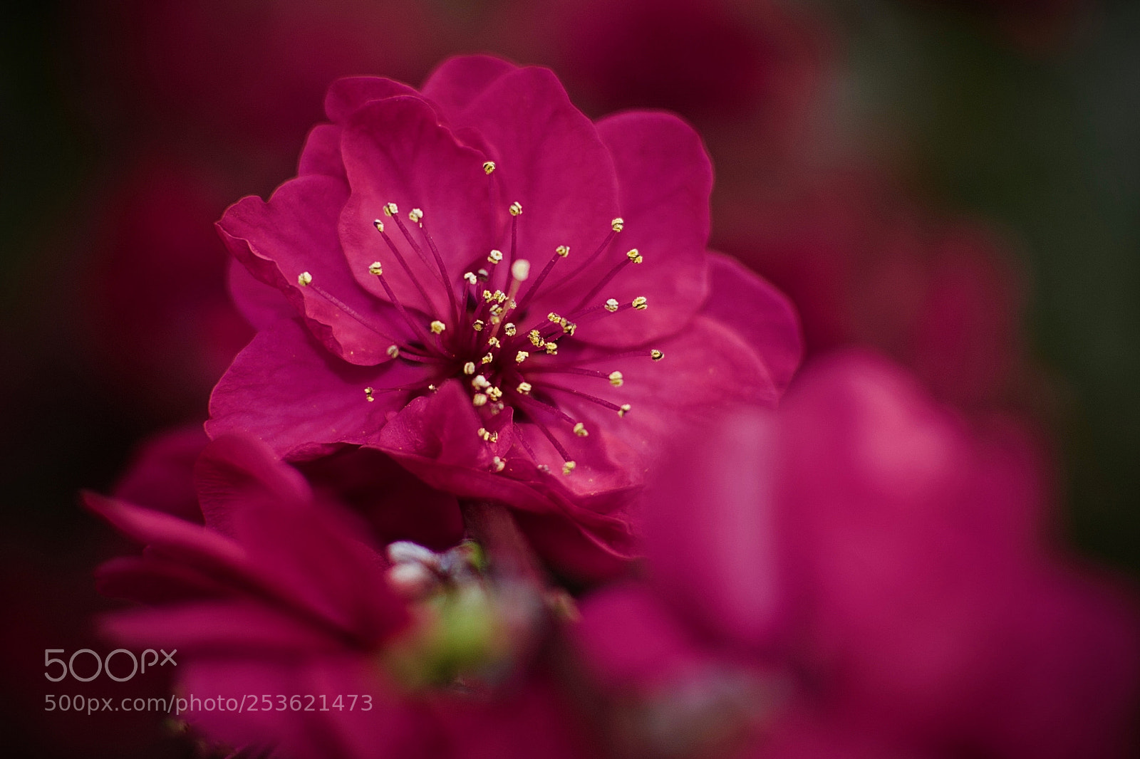 Nikon D3100 sample photo. Melred blossom photography