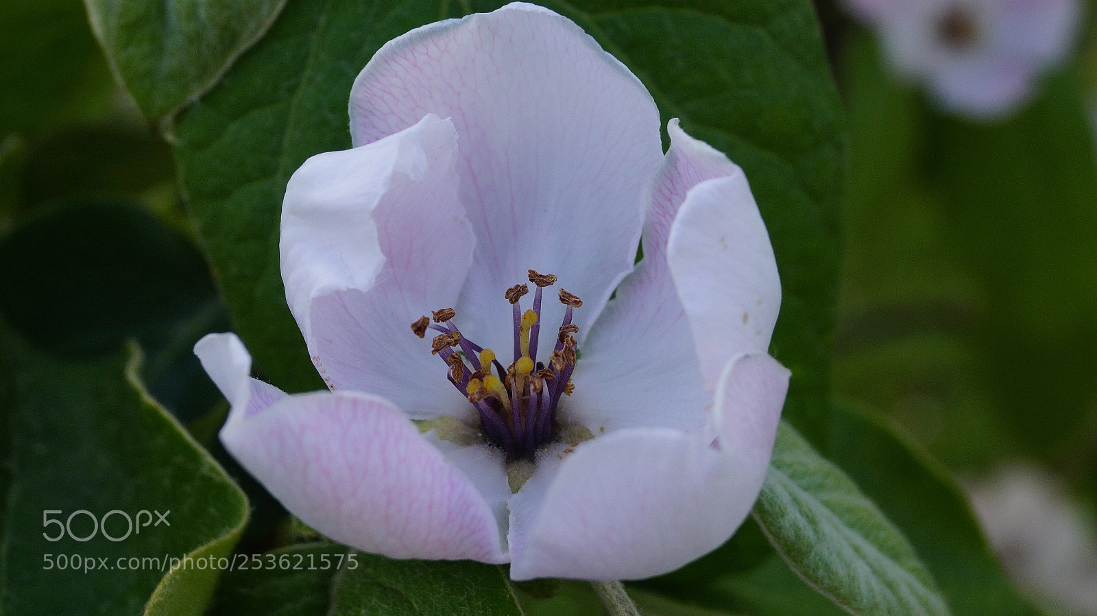 Sony SLT-A58 sample photo. Spring photography