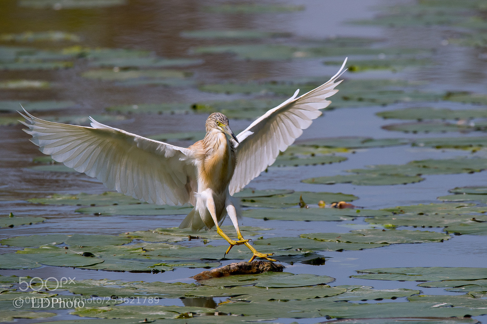 Nikon D500 sample photo. Squacco heron (ardeola ralloides) photography