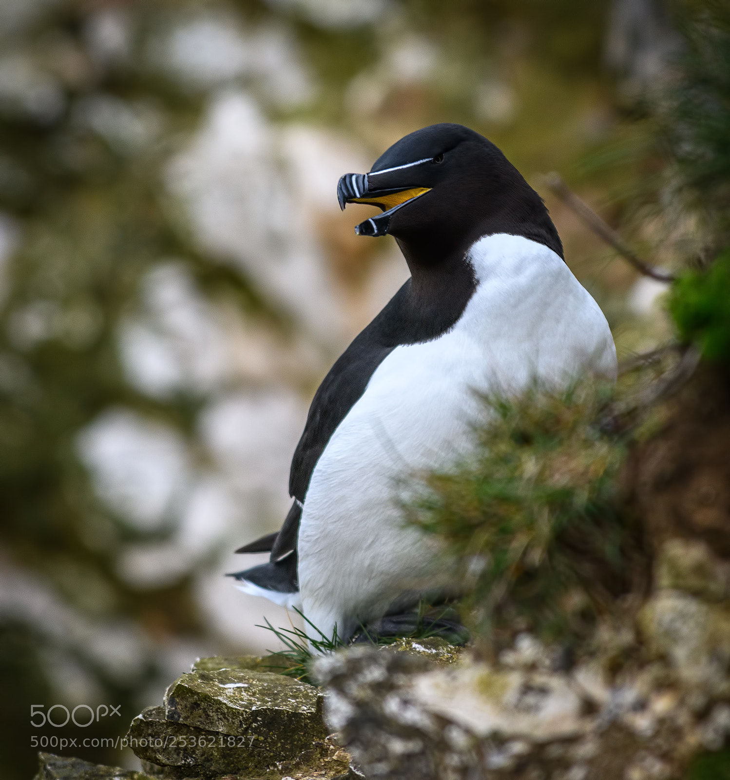 Nikon D850 sample photo. Razorbill on bempton cliffs photography