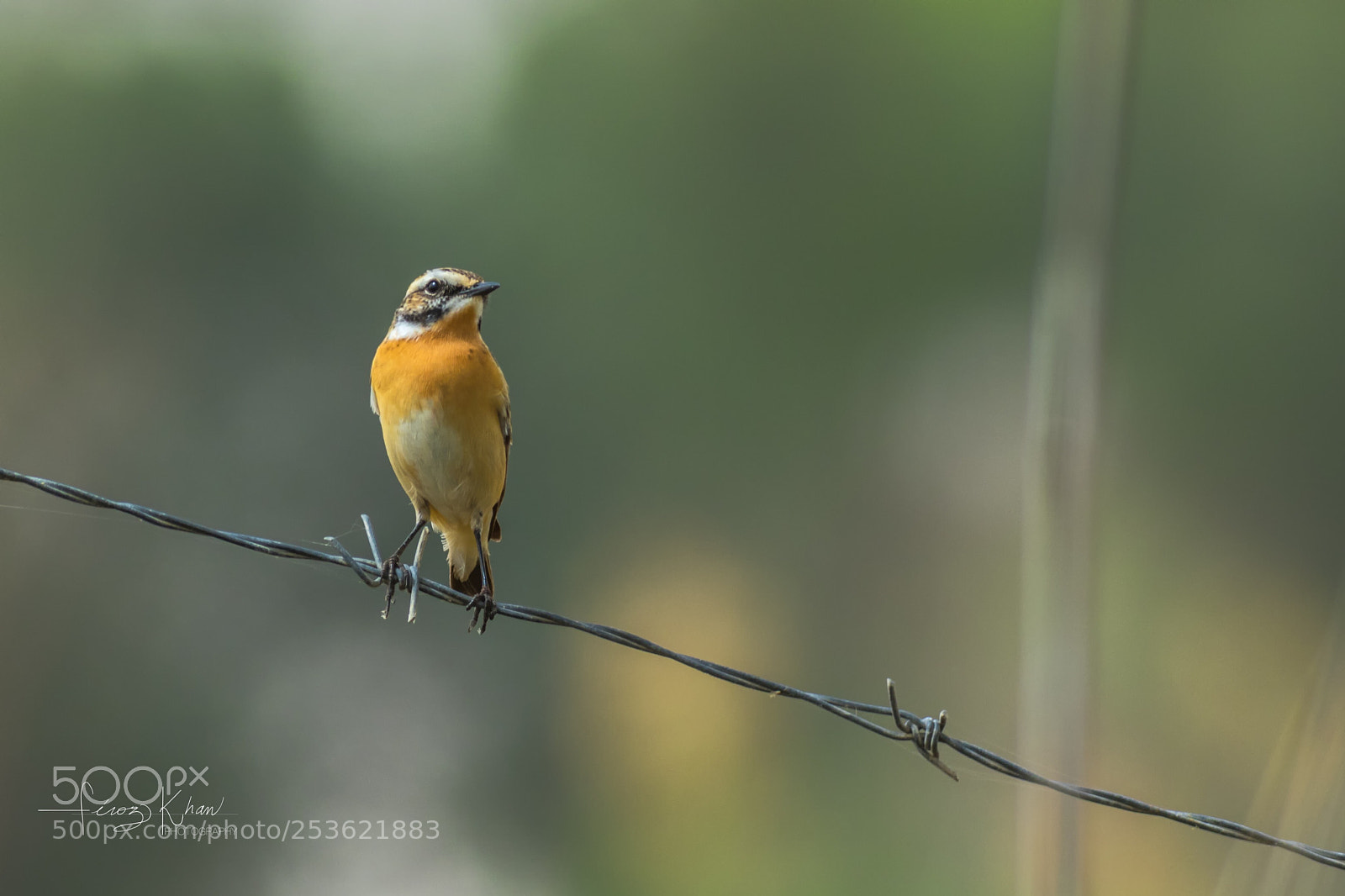Canon EOS 7D Mark II sample photo. Whinchat  photography