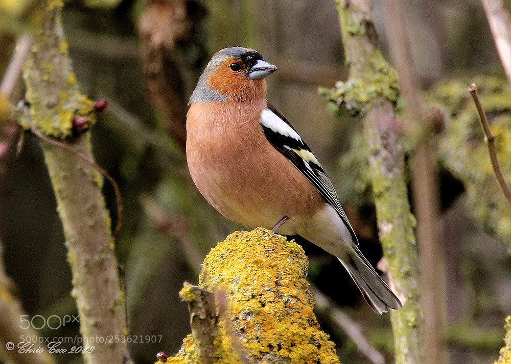 Canon EOS 7D Mark II sample photo. Male chaffinch photography