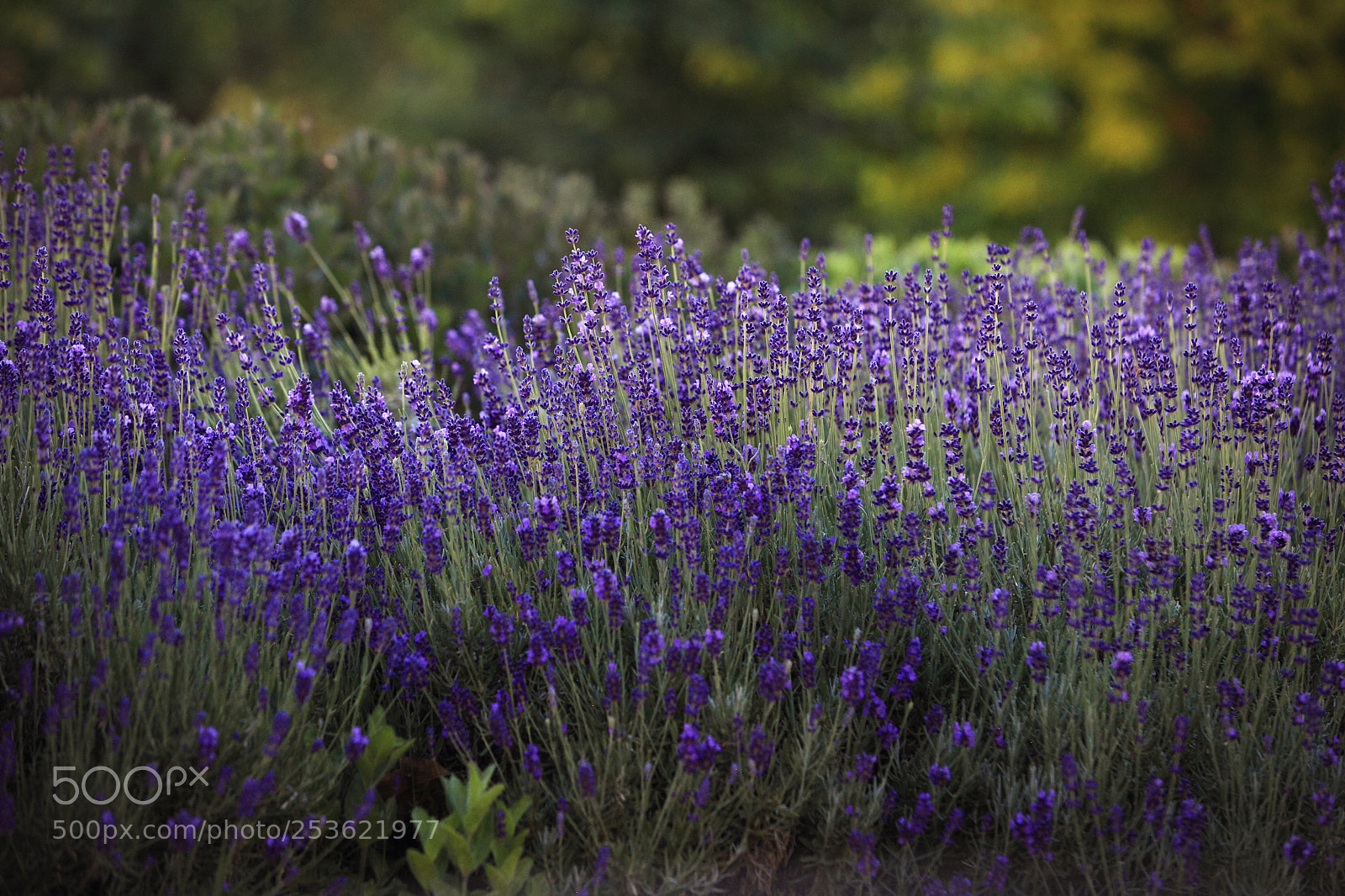 Canon EOS 5D Mark II sample photo. Maggie photography